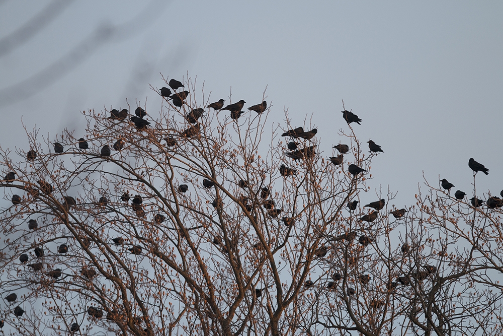 Crow droppings cover downtown